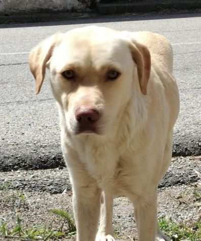 THOR GIOVANE SIMIL LABRADOR