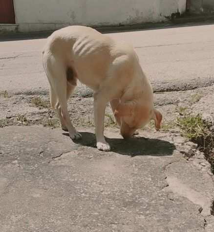 THOR GIOVANE SIMIL LABRADOR