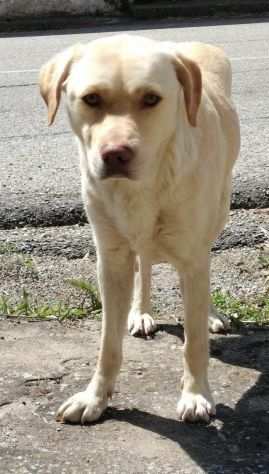 THOR GIOVANE SIMIL LABRADOR