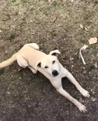 Thor ha bisogno di una casa non puo vivere ancora in box