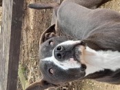 Zampa dolcissimo incrocio pitbull in adozione