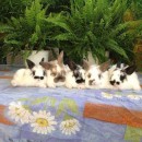 Cuccioli di Conigli Nani