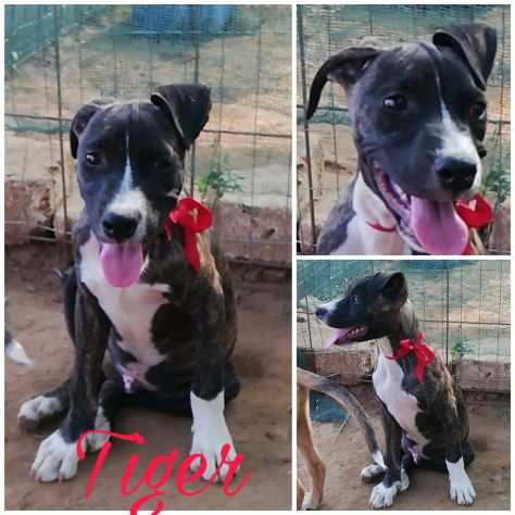 Tiger dolce cucciolo di Pittbull in adozione