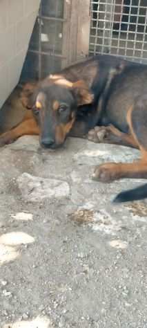 Tiglio cucciolo mix rott ipovedente a un occhio IN ADOZIONE