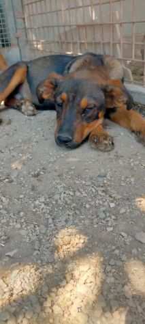 Tiglio cucciolo mix rott ipovedente a un occhio IN ADOZIONE