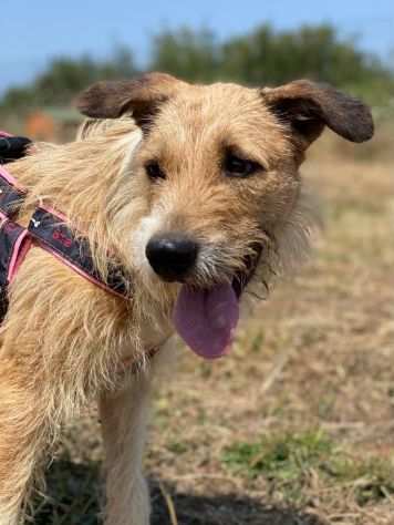 Tina simil spinone abbandonata per strada