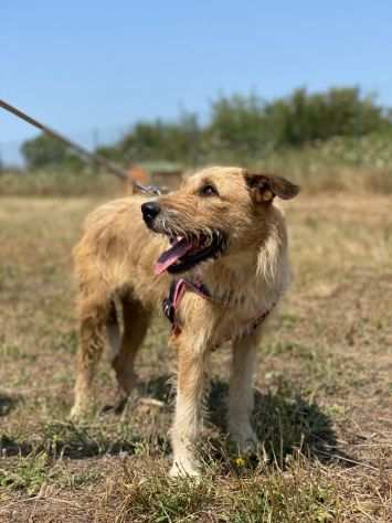 Tina simil spinone abbandonata per strada