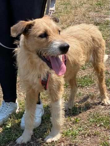 Tina simil spinone abbandonata per strada