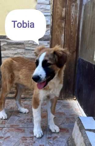 Tobia adorabile cucciolo aspetta una famiglia