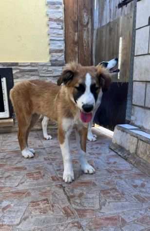 Tobia adorabile cucciolo aspetta una famiglia