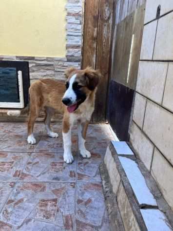 Tobia adorabile cucciolo aspetta una famiglia