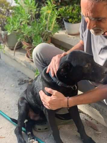 Tobia cucciolo