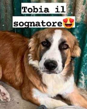 Tobia il sognatore