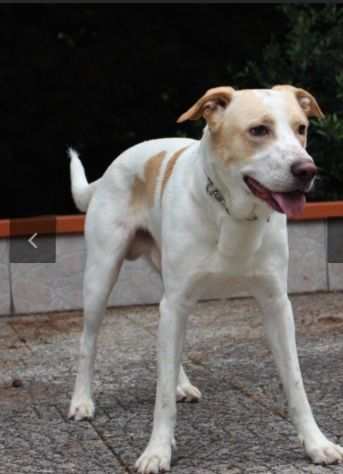 Tobia splendido cagnolone 5anni salito 6mesi fa a PAVIA