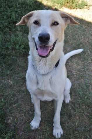 Toby cane un porsquo timoroso, adozione responsabile