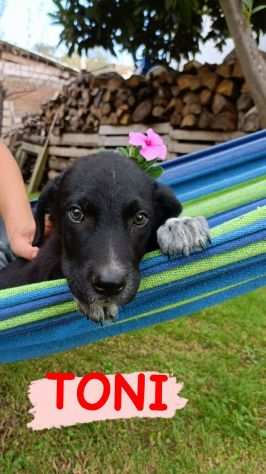 TONI STUPENDO CUCCIOLINO DI DUE MESI SIMIL LABRADOR CERCA CASA