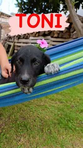 TONI STUPENDO CUCCIOLINO DI DUE MESI SIMIL LABRADOR CERCA CASA