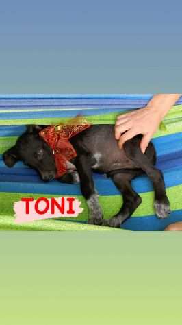 TONI STUPENDO CUCCIOLINO DI DUE MESI SIMIL LABRADOR CERCA CASA