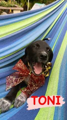 TONI STUPENDO CUCCIOLINO DI DUE MESI SIMIL LABRADOR CERCA CASA