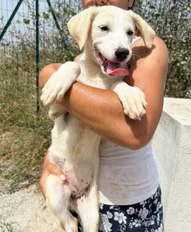 TOPAZIO cucciolo simil Labrador in canile