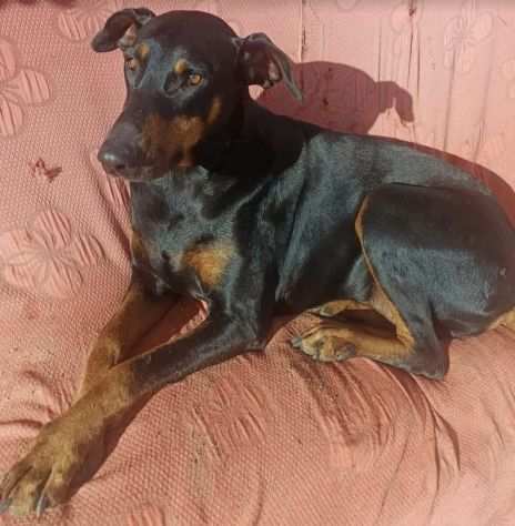 Tosca 6 anni dobermann