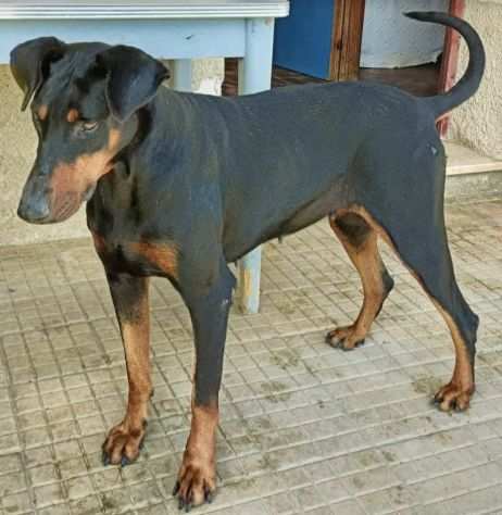 Tosca 6 anni dobermann