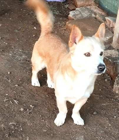 Totograve un dolcissimo cagnolino cerca la sua casa per sempre