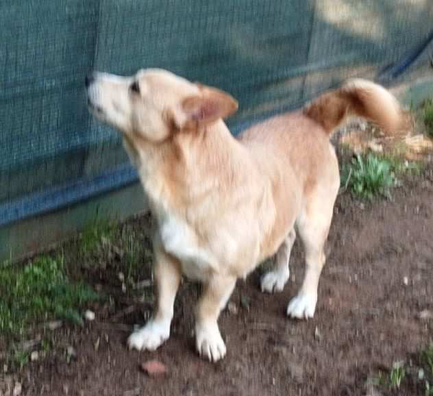 Totograve un dolcissimo cagnolino cerca la sua casa per sempre