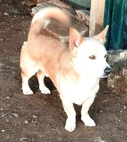 Totograve un dolcissimo cagnolino cerca la sua casa per sempre