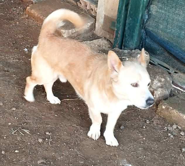 Totograve un dolcissimo cagnolino cerca la sua casa per sempre