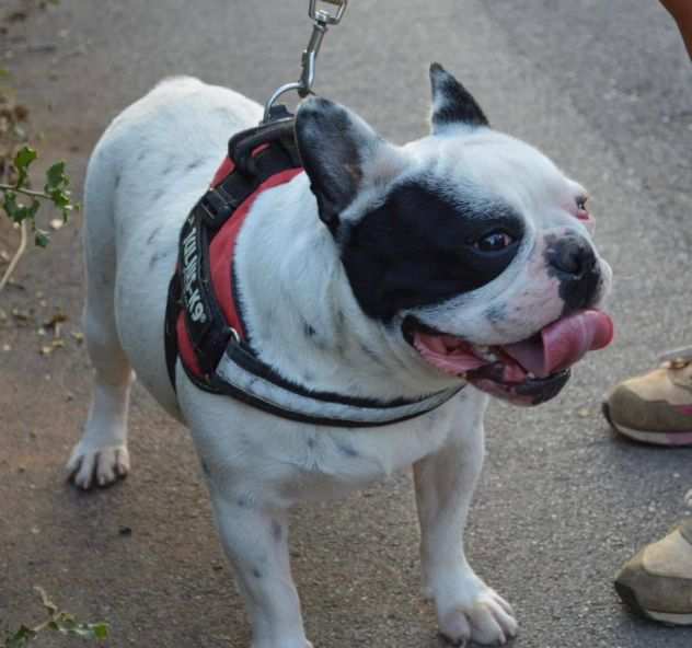 Totty bulldog francese in adozione