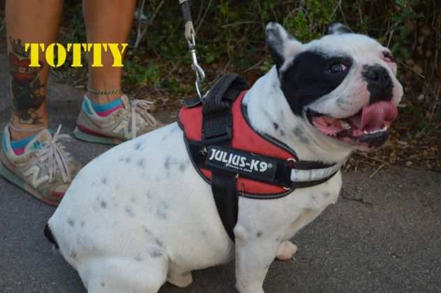 Totty bulldog francese in adozione