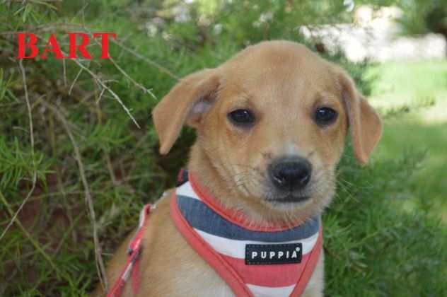 Tre cuccioli di due mesi in cerca di casa