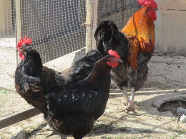 tris di marans