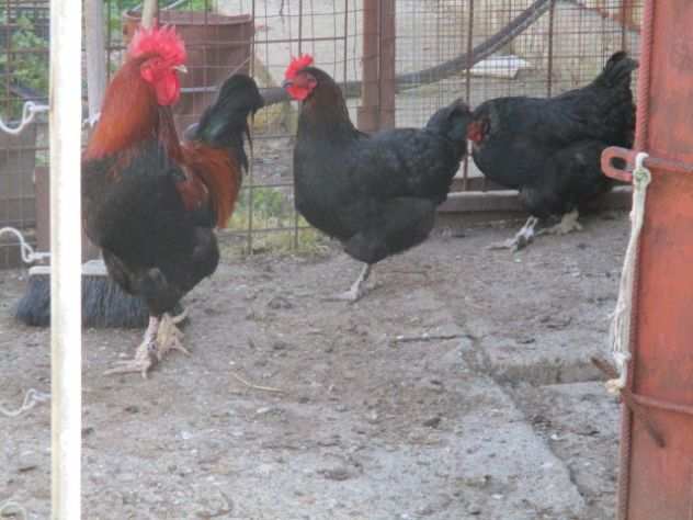 tris di marans