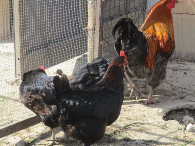 tris di marans