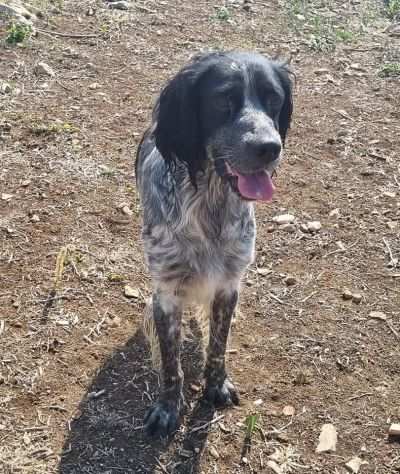 Trylli setter