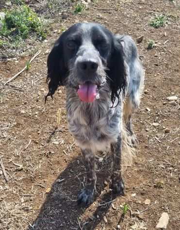 Trylli setter