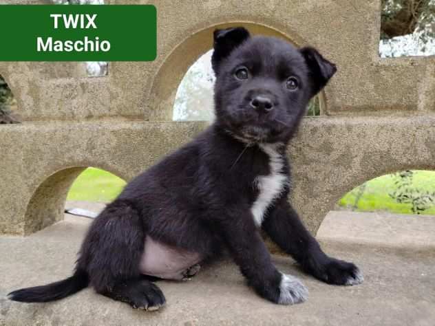 TWIX, TRONKY, PERUGINA, cagnolini in adozione