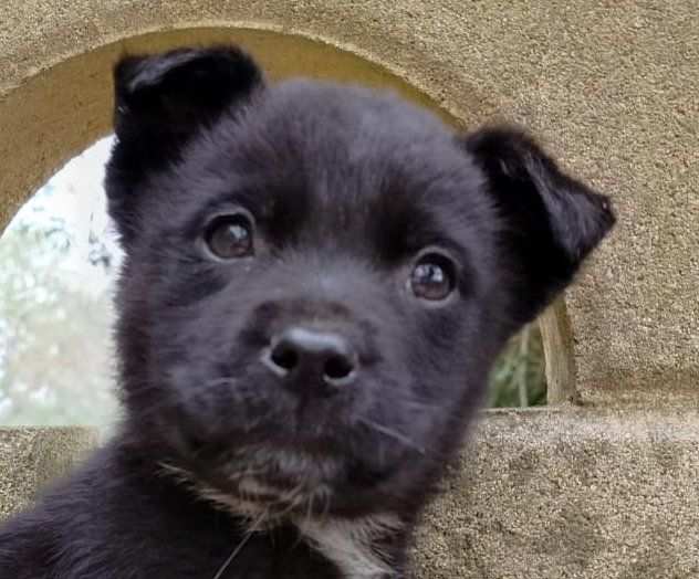 TWIX, TRONKY, PERUGINA, cagnolini in adozione