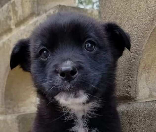 TWIX, TRONKY, PERUGINA, cagnolini in adozione