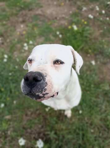 Tyson dogo argentino