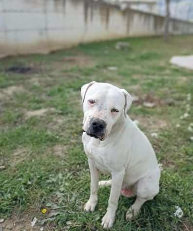 Tyson dogo argentino