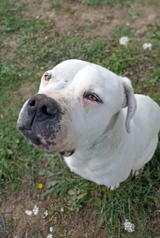 Tyson dogo argentino