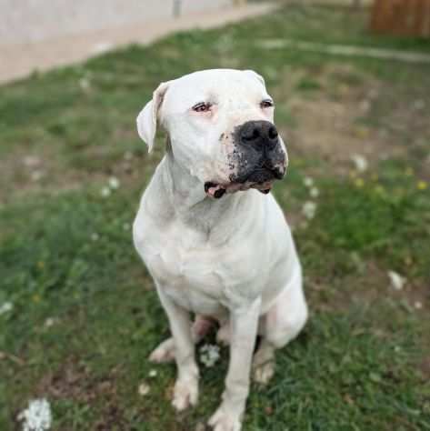 Tyson dogo argentino