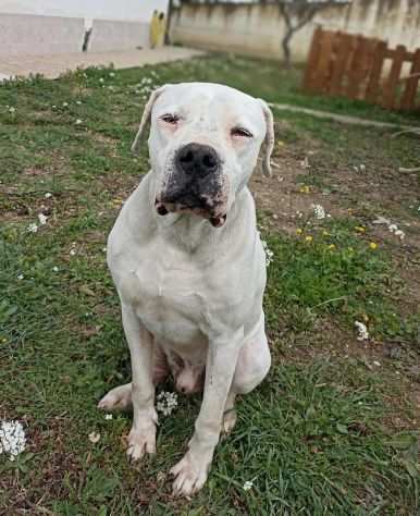 Tyson dogo argentino