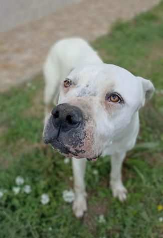 Tyson dogo argentino