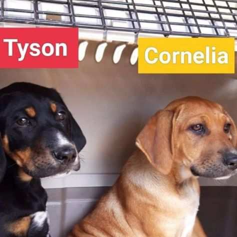 TYSON e CORNELIA cuccioloni bravi con tutti Calabria
