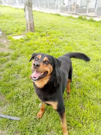 Tyson mix rottweiler giocherellone e affettuoso