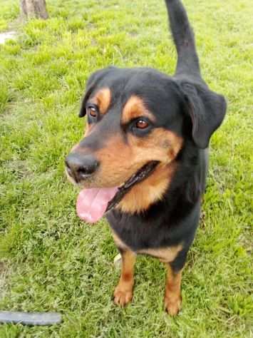 Tyson mix rottweiler giocherellone e affettuoso